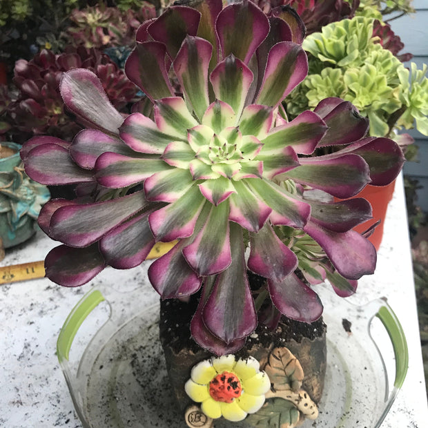 Aeonium Large White Copper Vase cluster tree. Photos taken 10-5-23. Rare Aeonium