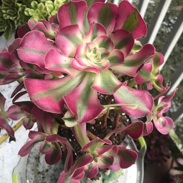 Aeonium medium pink witch cluster tree. Photos taken 10-5-23. Rare Aeonium