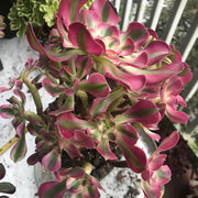 Aeonium medium pink witch cluster tree. Photos taken 10-5-23. Rare Aeonium