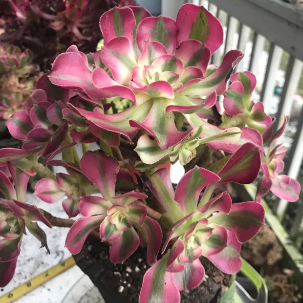 Aeonium medium pink witch cluster tree. Photos taken 10-5-23. Rare Aeonium