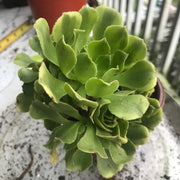 Aeonium Jasper cluster tree. New Variety. Photos taken 10-5-23. Rare Aeonium