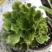 Aeonium Jasper cluster tree. New Variety. Photos taken 10-5-23. Rare Aeonium