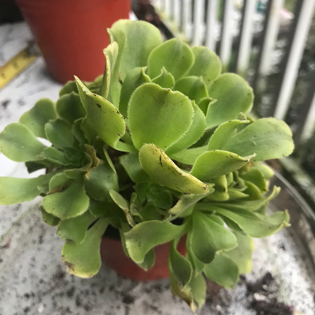 Aeonium Jasper cluster tree. New Variety. Photos taken 10-5-23. Rare Aeonium