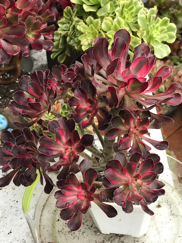 Aeonium Chanelle cluster tree. Photos taken 10-7-23. Rare Aeonium