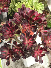 Aeonium Chanelle cluster tree. Photos taken 10-7-23. Rare Aeonium