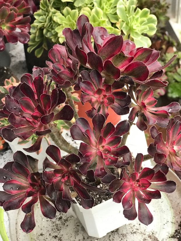 Aeonium Chanelle cluster tree. Photos taken 10-7-23. Rare Aeonium
