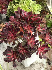 Aeonium Chanelle cluster tree. Photos taken 10-7-23. Rare Aeonium
