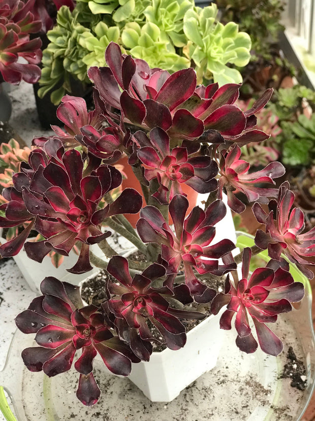 Aeonium Chanelle cluster tree. Photos taken 10-7-23. Rare Aeonium
