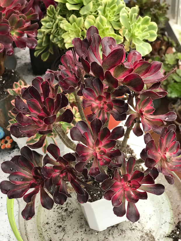 Aeonium Chanelle cluster tree. Photos taken 10-7-23. Rare Aeonium