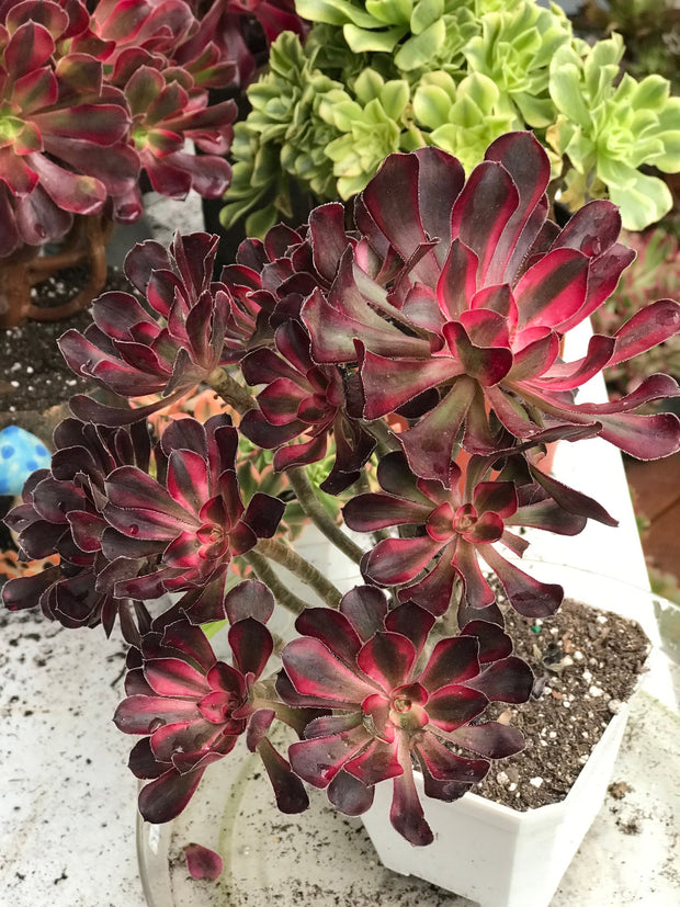 Aeonium Chanelle cluster tree. Photos taken 10-7-23. Rare Aeonium