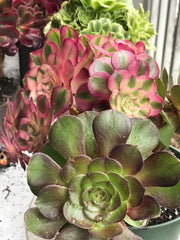 Aeonium Allure cluster. Photos taken 10-5-23. Rare Aeonium
