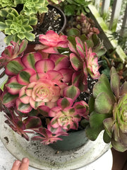 Aeonium Allure cluster. Photos taken 10-5-23. Rare Aeonium