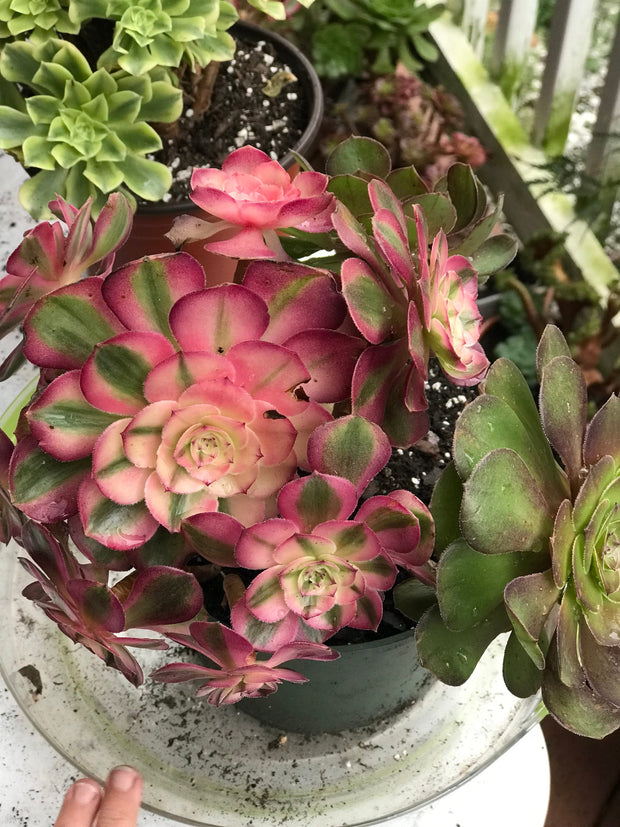 Aeonium Allure cluster. Photos taken 10-5-23. Rare Aeonium