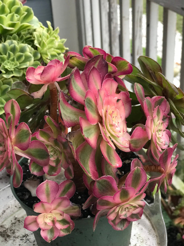 Aeonium Allure cluster. Photos taken 10-5-23. Rare Aeonium