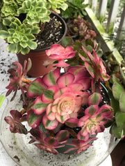 Aeonium Allure cluster. Photos taken 10-5-23. Rare Aeonium