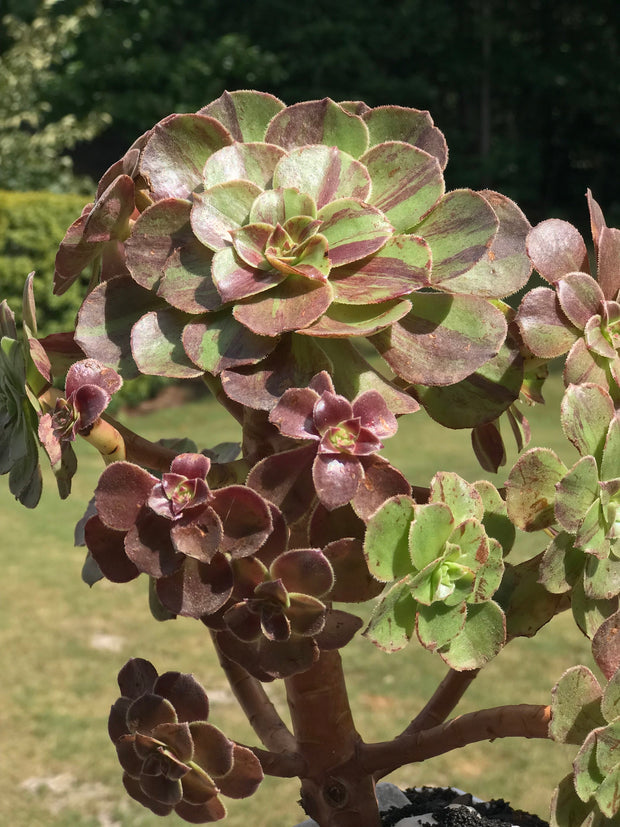 Aeonium Big Bang cluster tree. Photos taken 9-24-23. Rare Aeonium