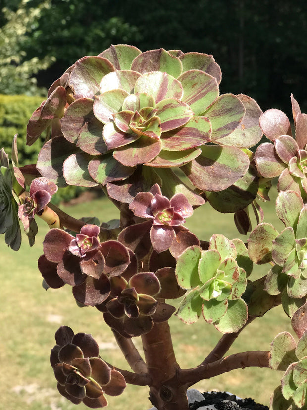 Aeonium Big Bang cluster tree. Photos taken 9-24-23. Rare Aeonium