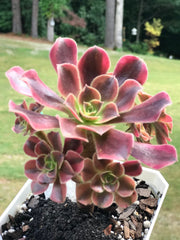 Aeonium Medusa cluster. Photos taken 9-24-23. Rare Aeonium