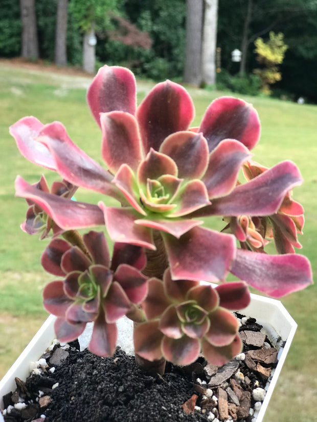 Aeonium Medusa cluster. Photos taken 9-24-23. Rare Aeonium