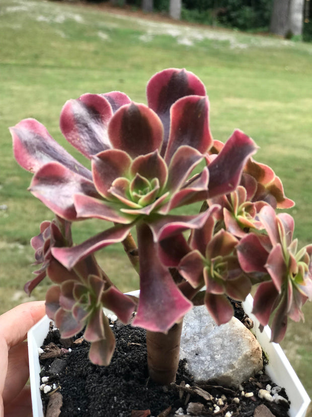 Aeonium Medusa cluster. Photos taken 9-24-23. Rare Aeonium