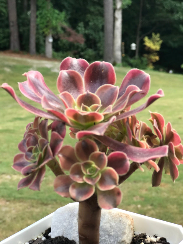Aeonium Medusa cluster. Photos taken 9-24-23. Rare Aeonium
