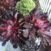 Aeonium Chanelle huge cluster tree. Photos taken 10-8-23. Rare Aeonium