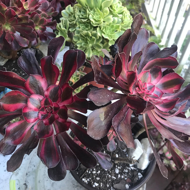 Aeonium Chanelle huge cluster tree. Photos taken 10-8-23. Rare Aeonium