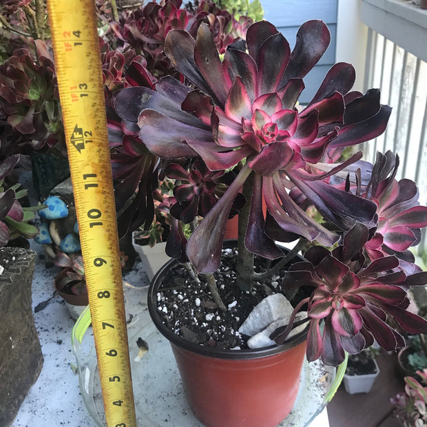 Aeonium Chanelle huge cluster tree. Photos taken 10-8-23. Rare Aeonium