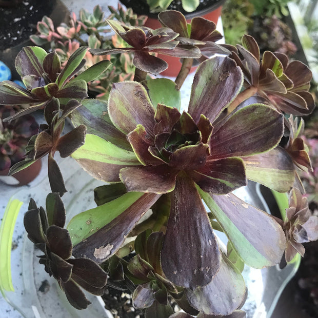 Aeonium Big Bang cluster tree. Photos taken 10-8-23. Rare Aeonium