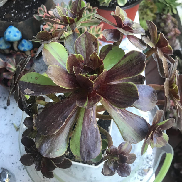 Aeonium Big Bang cluster tree. Photos taken 10-8-23. Rare Aeonium