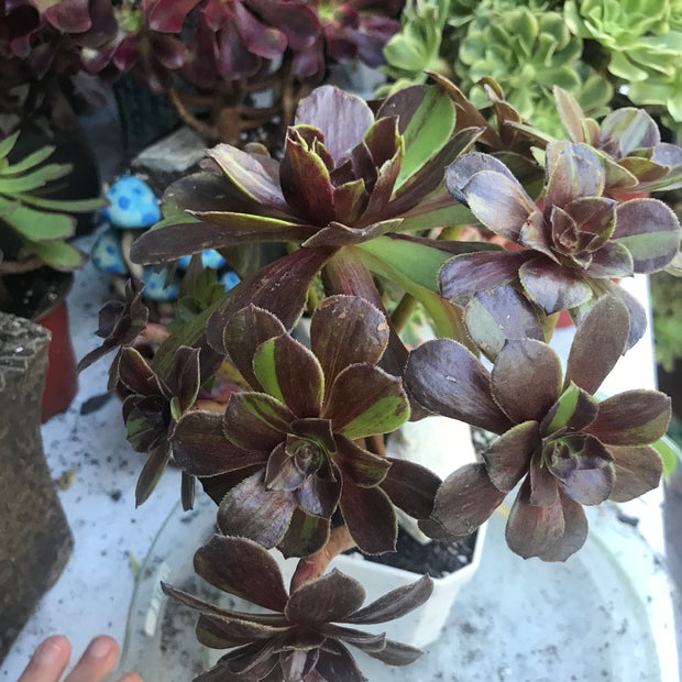 Aeonium Big Bang cluster tree. Photos taken 10-8-23. Rare Aeonium