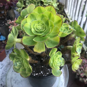 Aeonium Halloween Milky White cluster tree. Photos taken 10-8-23. Rare Aeonium