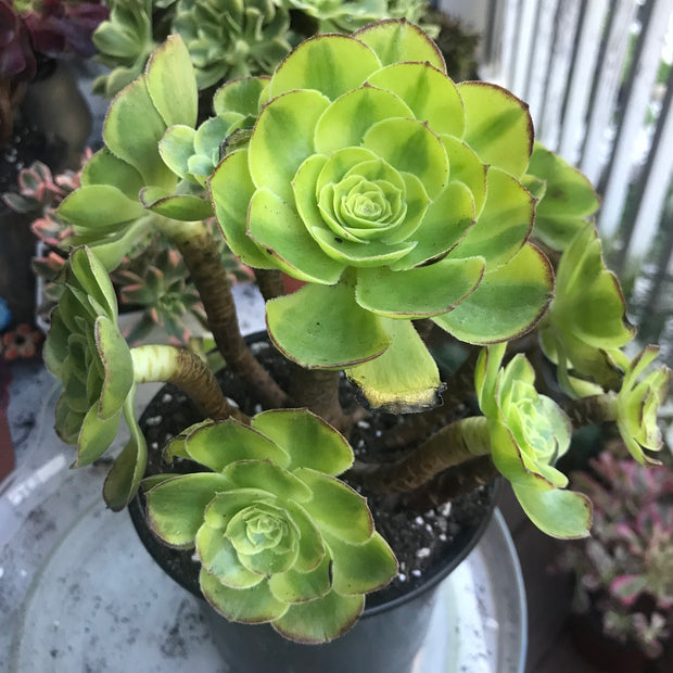 Aeonium Halloween Milky White cluster tree. Photos taken 10-8-23. Rare Aeonium