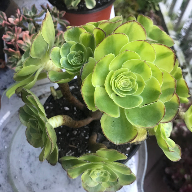 Aeonium Halloween Milky White cluster tree. Photos taken 10-8-23. Rare Aeonium