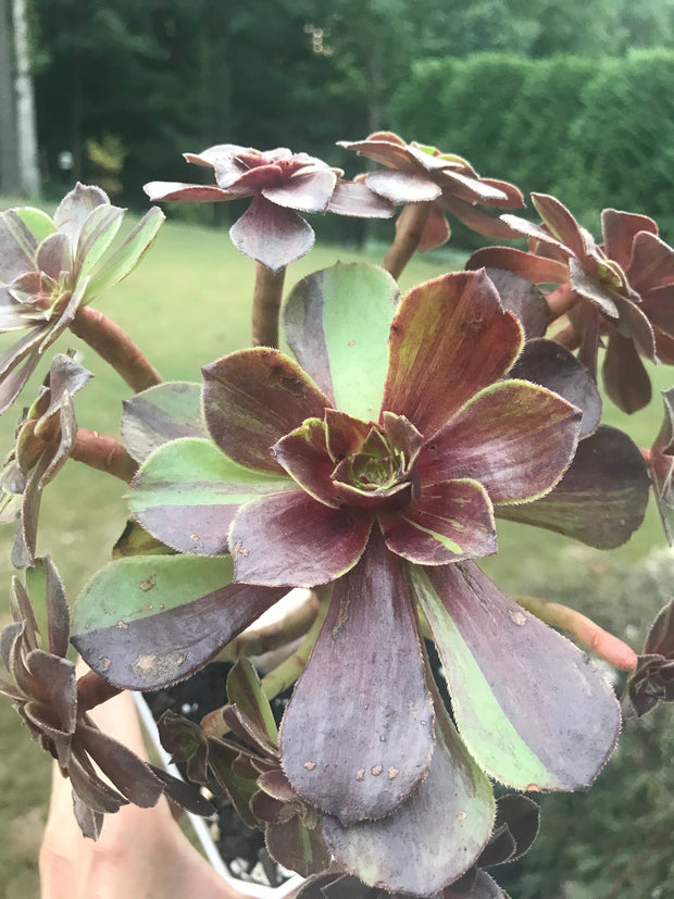 Aeonium Big Bang cluster tree. Photos taken 9-25-23. Rare Aeonium
