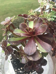 Aeonium Big Bang cluster tree. Photos taken 9-25-23. Rare Aeonium