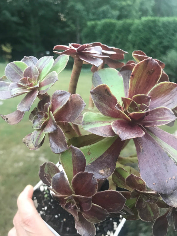 Aeonium Big Bang cluster tree. Photos taken 9-25-23. Rare Aeonium
