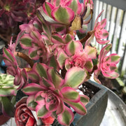 Aeonium Allure cluster. Photos taken 10-9-23. Rare Aeonium