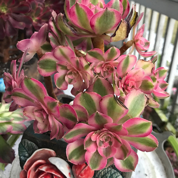 Aeonium Allure cluster. Photos taken 10-9-23. Rare Aeonium