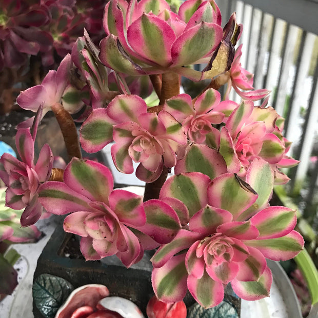 Aeonium Allure cluster. Photos taken 10-9-23. Rare Aeonium