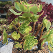 Aeonium Halloween Milky White cluster tree. Photos taken 10-10-23. Rare Aeonium