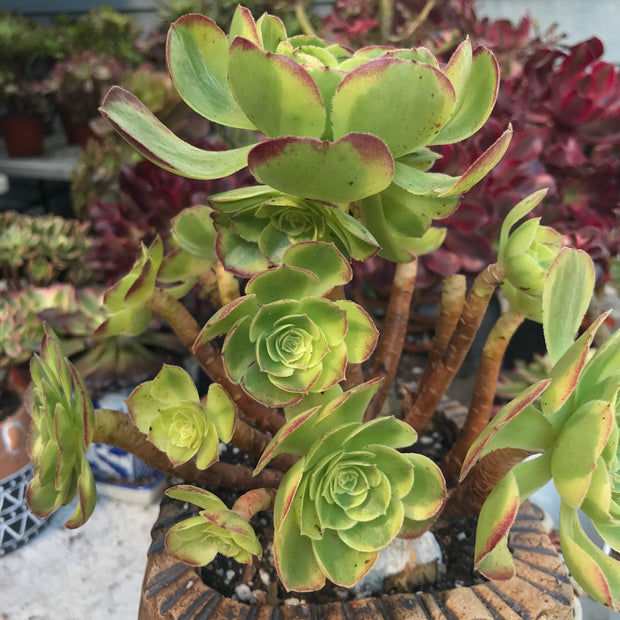 Aeonium Halloween Milky White cluster tree. Photos taken 10-10-23. Rare Aeonium