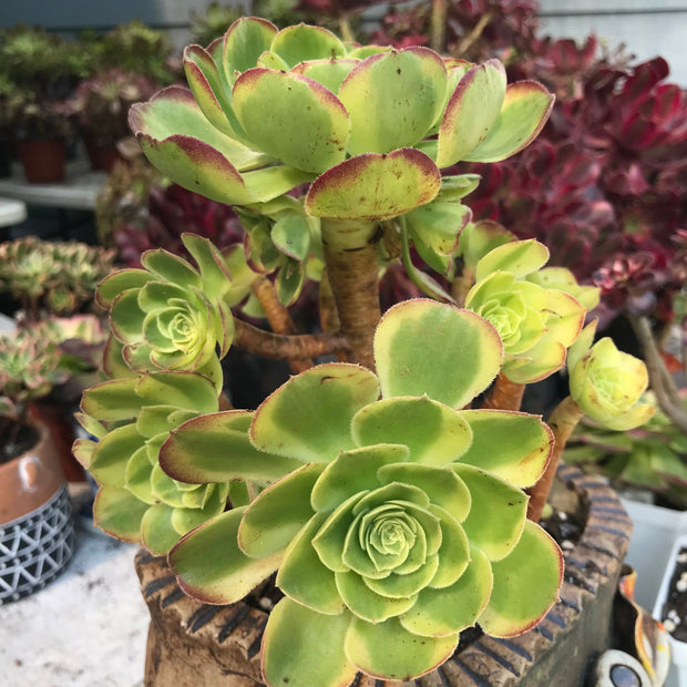 Aeonium Halloween Milky White cluster tree. Photos taken 10-10-23. Rare Aeonium