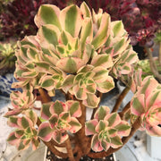 Aeonium Pink Witch  cluster tree. Photos taken 10-10-23. Rare Aeonium