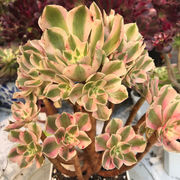 Aeonium Pink Witch  cluster tree. Photos taken 10-10-23. Rare Aeonium