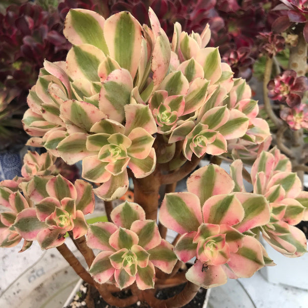 Aeonium Pink Witch  cluster tree. Photos taken 10-10-23. Rare Aeonium