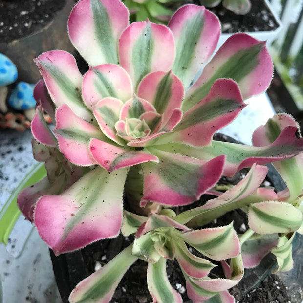 Aeonium Pink Witch  cluster. Photos taken 10-10-23. Rare Aeonium