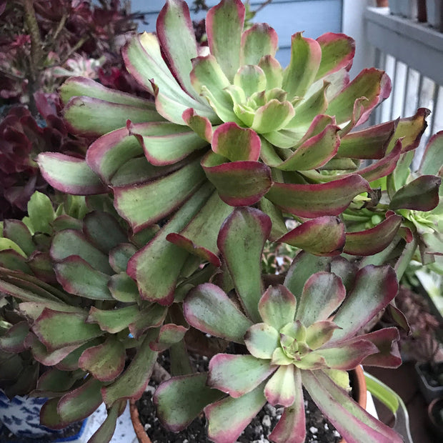 Aeonium Pink Daisy huge cluster tree. Photos taken 10-10-23. Rare Aeonium