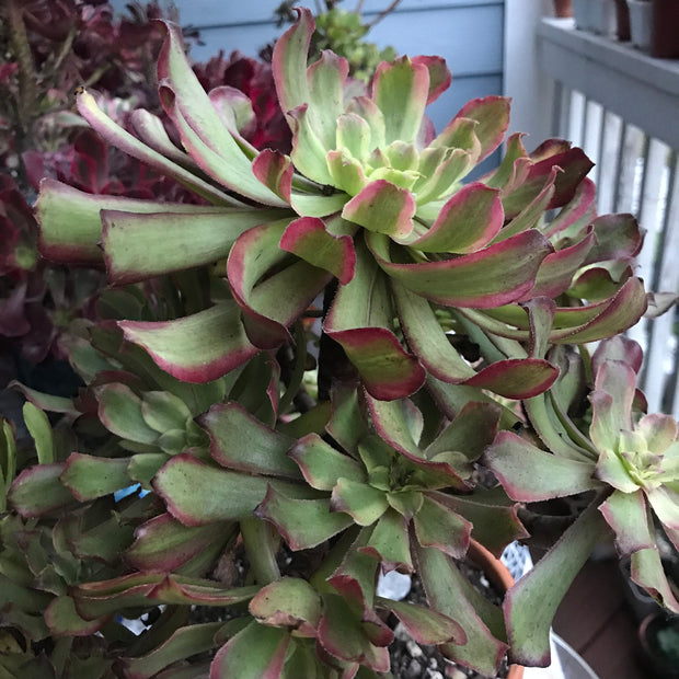 Aeonium Pink Daisy huge cluster tree. Photos taken 10-10-23. Rare Aeonium