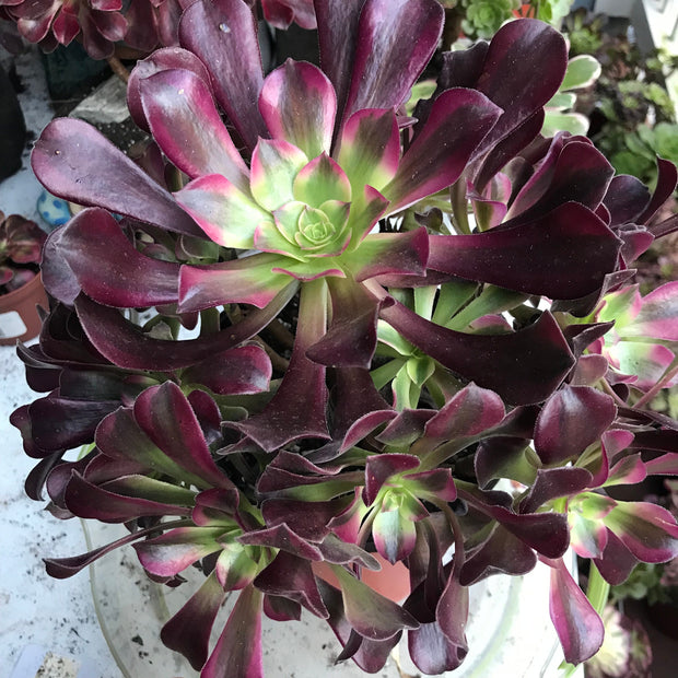 Aeonium Medusa huge cluster tree. Photos taken 10-10-23. Rare Aeonium